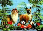 3D Lenticular POSTCARD - TWO DogS