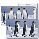 Lenticular Standard Luggage Tag with Clear Plastic Loop, Flips from an image of penguins standing around to penguins marching in line together, LT01-211