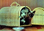 3D Lenticular POSTCARD - BASKET/SIAMESE CatS