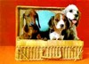 3D Lenticular THREE DogS IN BASKET