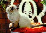 3D Lenticular POSTCARD - Cat ON CHAIR