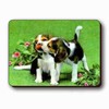 3D Lenticular Magnet - AFFECTIONATE DogS VSP-002-MAL